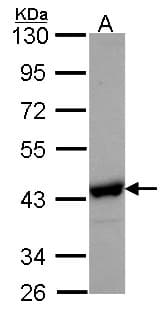 NANS Antibody (aa54-359)