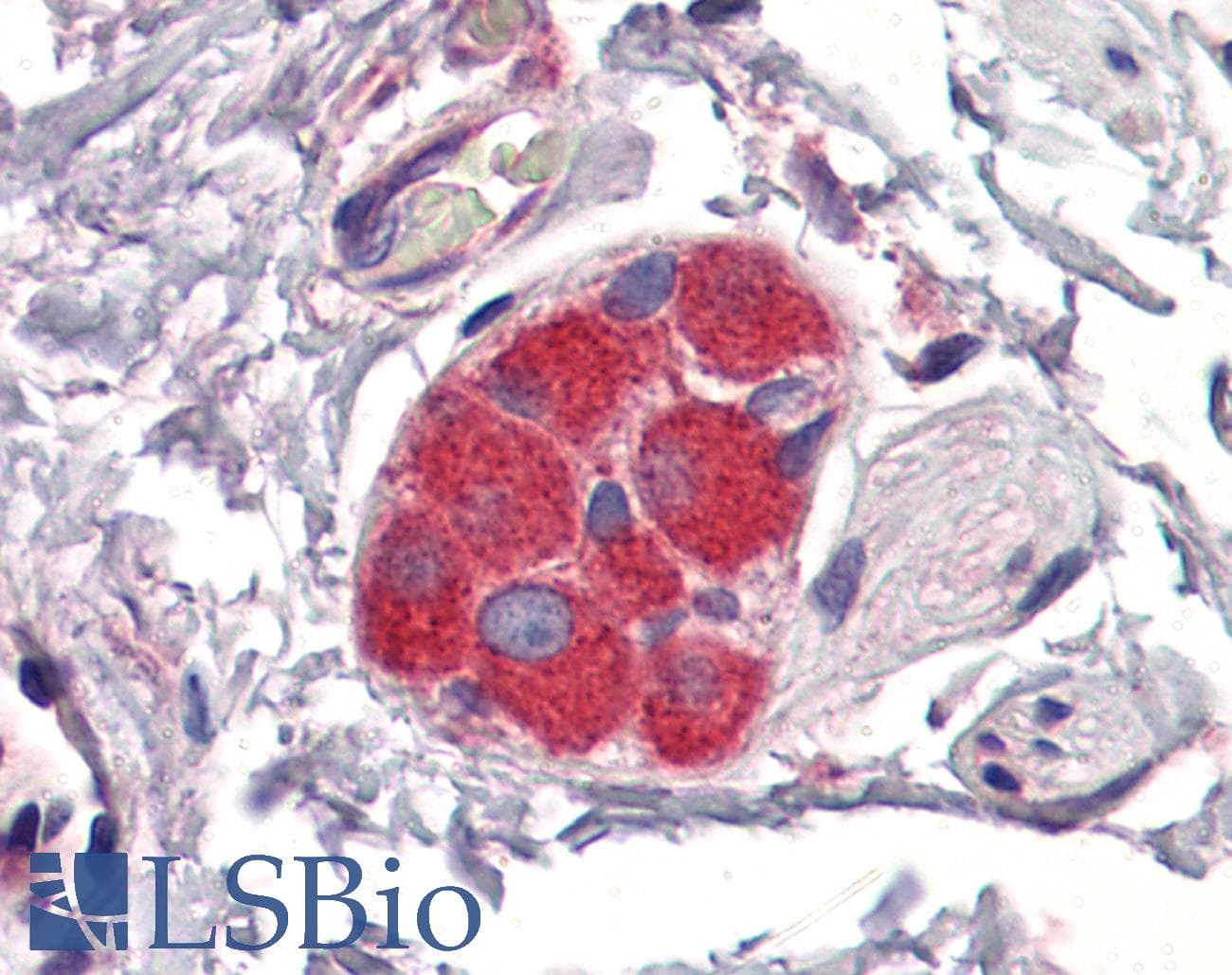 ZFP36 / Tristetraprolin Antibody (aa257-306)