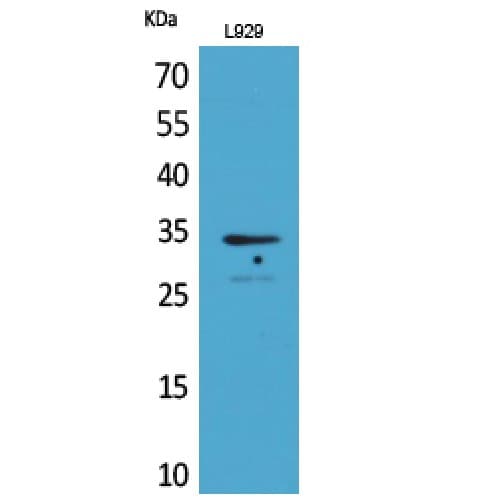 Osteoglycin / Mimecan Antibody (231-280 aa, C-terminal)