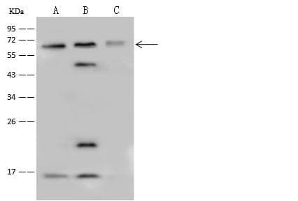 Polyclonal Rabbit anti-Human PPP4R2 Antibody (IF, WB)