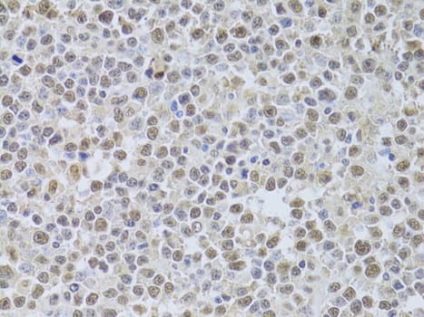 XRCC4 Antibody