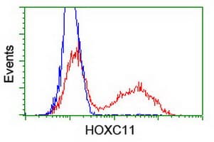 HOXC11 Antibody (clone OTI4E12)