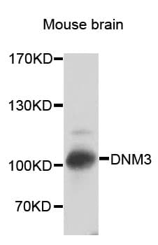 DNM3 / Dynamin 3 Antibody