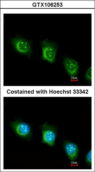 USP47 Antibody (aa635-870)