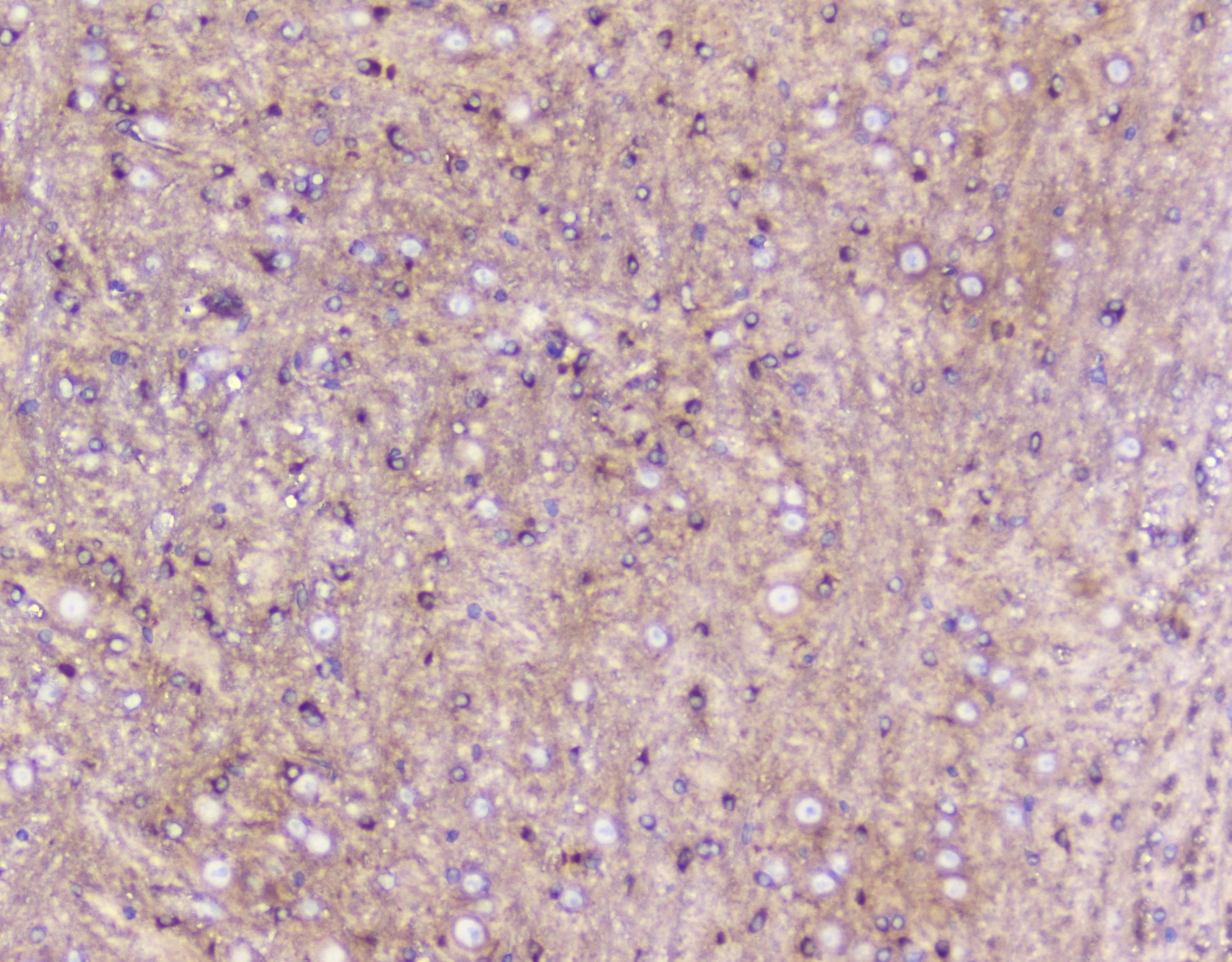 ELAVL2 / HUB Antibody