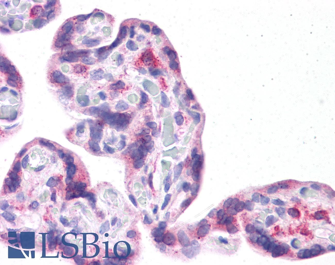 LRRC59 Antibody (N-Terminus)