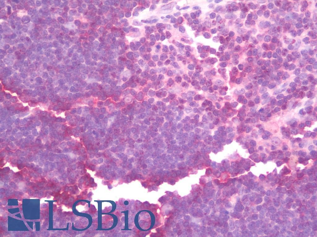 CD1C Antibody (clone 4C7, Carrier-free)