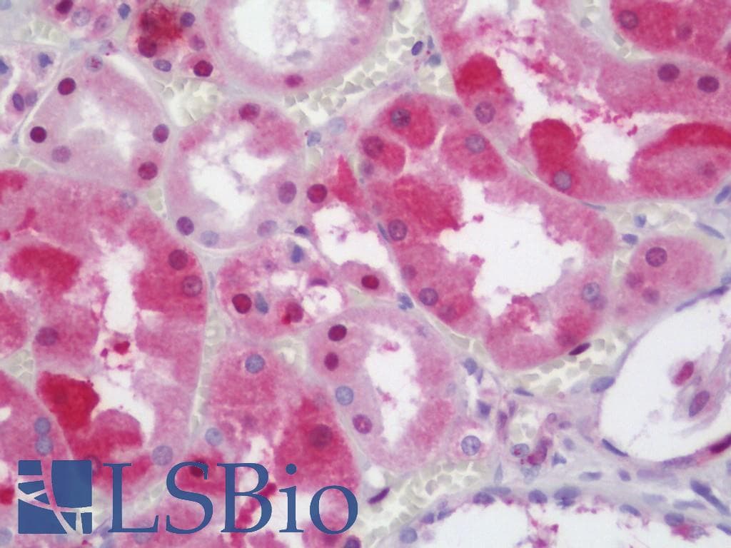 IHC-plus™ PAX8 Antibody (aa145-194)