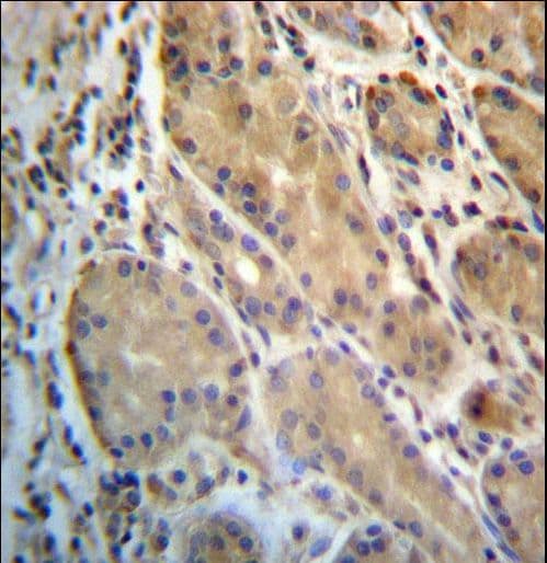 ERO1A / ERO1L Antibody (aa350-379)