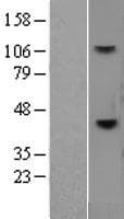 CD38 Protein (Over-Expression Lysate Myc-DDK (Flag))