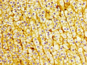 Polyclonal Rabbit anti-Human ABRI / ITM2B Antibody (IHC)