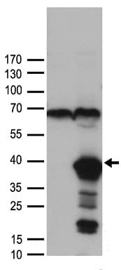 FGF2 / Basic FGF Antibody