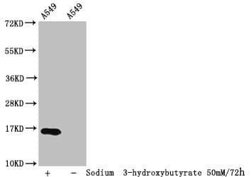 Polyclonal Rabbit anti-Human HIST1H3A Antibody (WB)