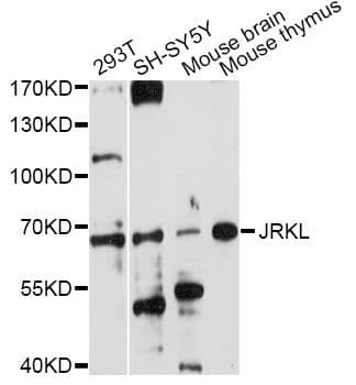 JRKL Antibody