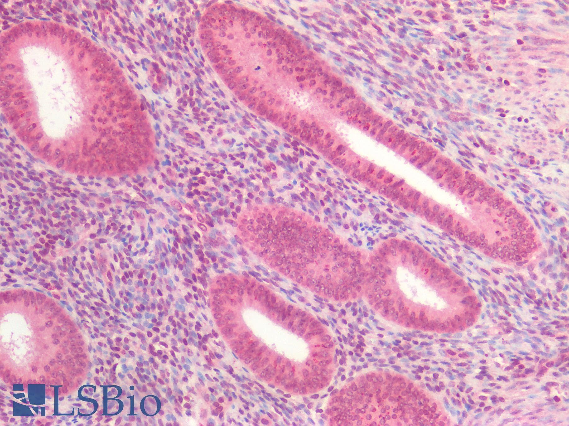 IHC-plus™ Polyclonal Rabbit anti-Human DNMT / DNMT1 Antibody (aa1603-1616, IHC)