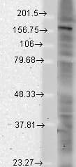 SHANK2 / SHANK Antibody (aa84-309, clone S23b-49)
