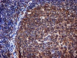 TIP48 / RUVBL2 Antibody (aa113-370, clone OTI1H10, Carrier-free)