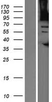 CENTG2 / AGAP1 Protein (Over-Expression Lysate Myc-DDK (Flag))