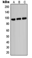 IHC-plus™ ABCB7 Antibody (C-Terminus)