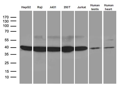 GLRX3 / Glutaredoxin 3 Antibody (clone OTI4C8, Carrier-free)