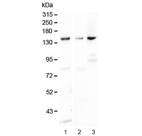 FLT1 / VEGFR1 Antibody