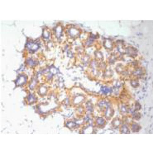 Monoclonal Mouse anti-Human ACTB / Beta Actin Antibody (clone 5B7, C-term, IHC, WB)