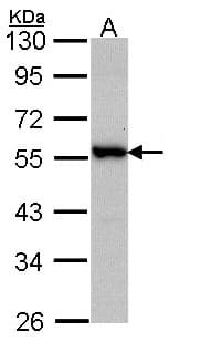 DOK3 Antibody (aa434-496)