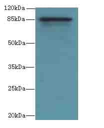 Internalin-A Antibody (aa562-770)