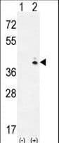 GALK1 / GK1 Antibody (aa345-375)