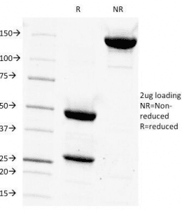 CD14 Antibody (clone LPSR/927, Azide-free, BSA-free)