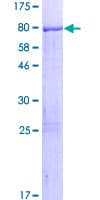 Human LRRC6 Protein (Recombinant GST)
