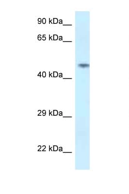 SPOCK2 Antibody (aa44-93)