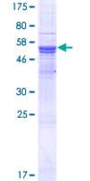 Human DPCR1 Protein (Recombinant GST)