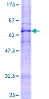 Human ADIPOR2 Protein (Recombinant GST)