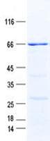 Human ZNF561 Protein (Recombinant GST, N-terminus + His, C-terminus)