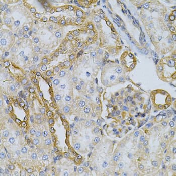 HSP90AB1 / HSP90 Alpha B1 Antibody