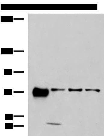 Polyclonal Rabbit anti-Human PPEF / PPEF1 Antibody (IHC, WB)