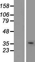 USF2 Protein (Over-Expression Lysate Myc-DDK (Flag))