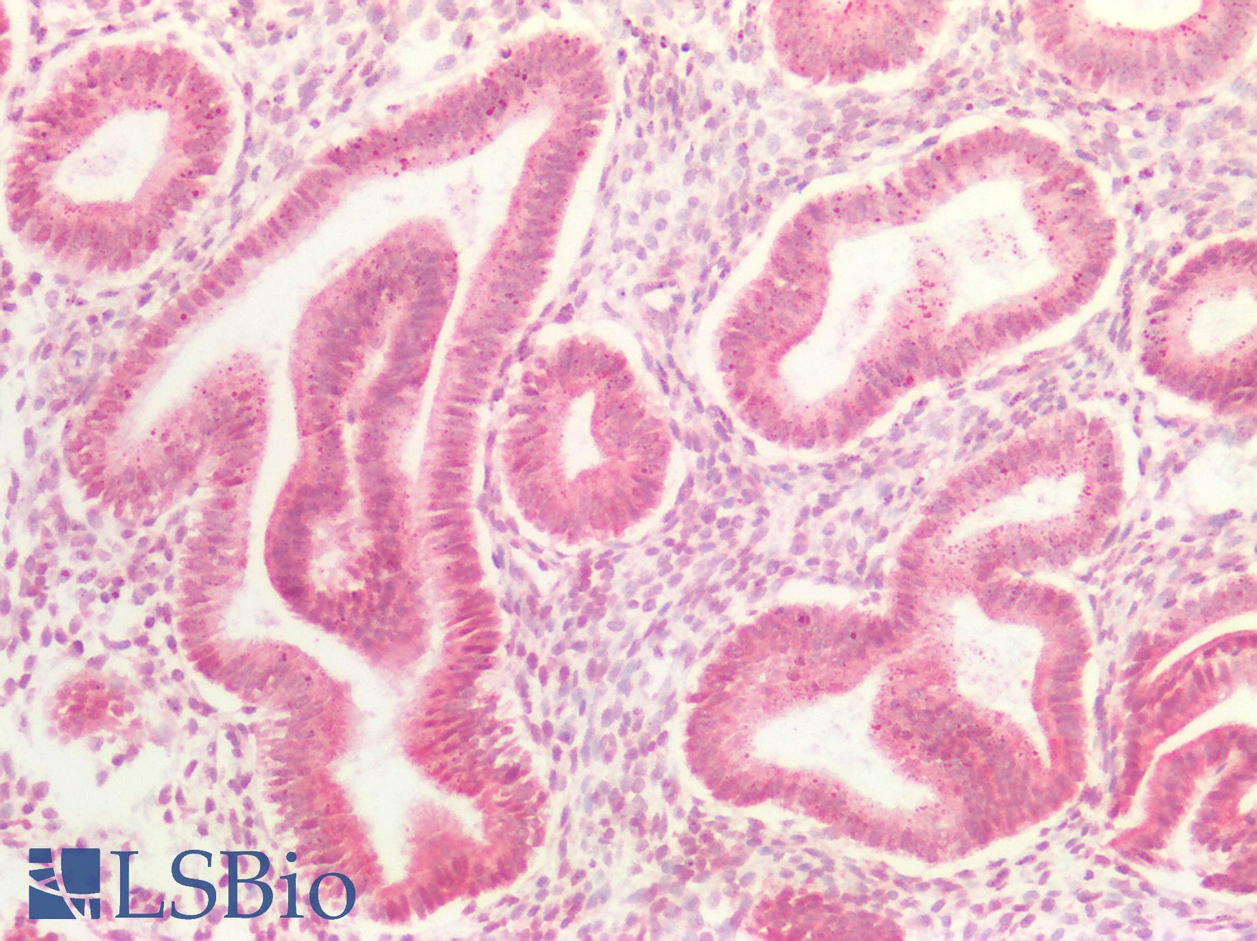 PathPlus™ CCND3 / Cyclin D3 Antibody (aa252-281)