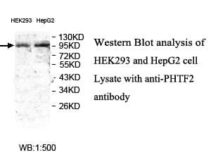 PHTF2 Antibody (aa61-296)