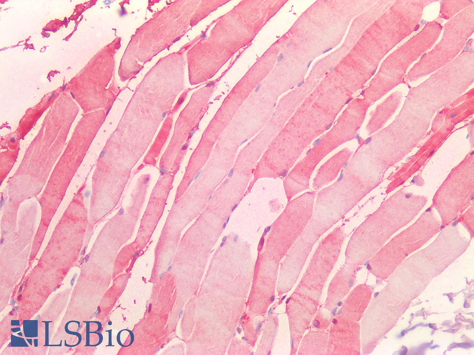 Polyclonal Rabbit anti-Mouse MB / Myoglobin Antibody (aa1-154, IHC, WB)