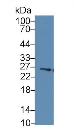 GSTM4-4 / GSTM4 Antibody (aa18-215, APC)