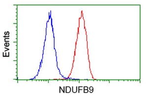 NDUFB9 Antibody (aa3-179, clone OTI8B7)