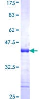 Human SAFB1 / SAFB Protein (Recombinant GST, N-terminus)