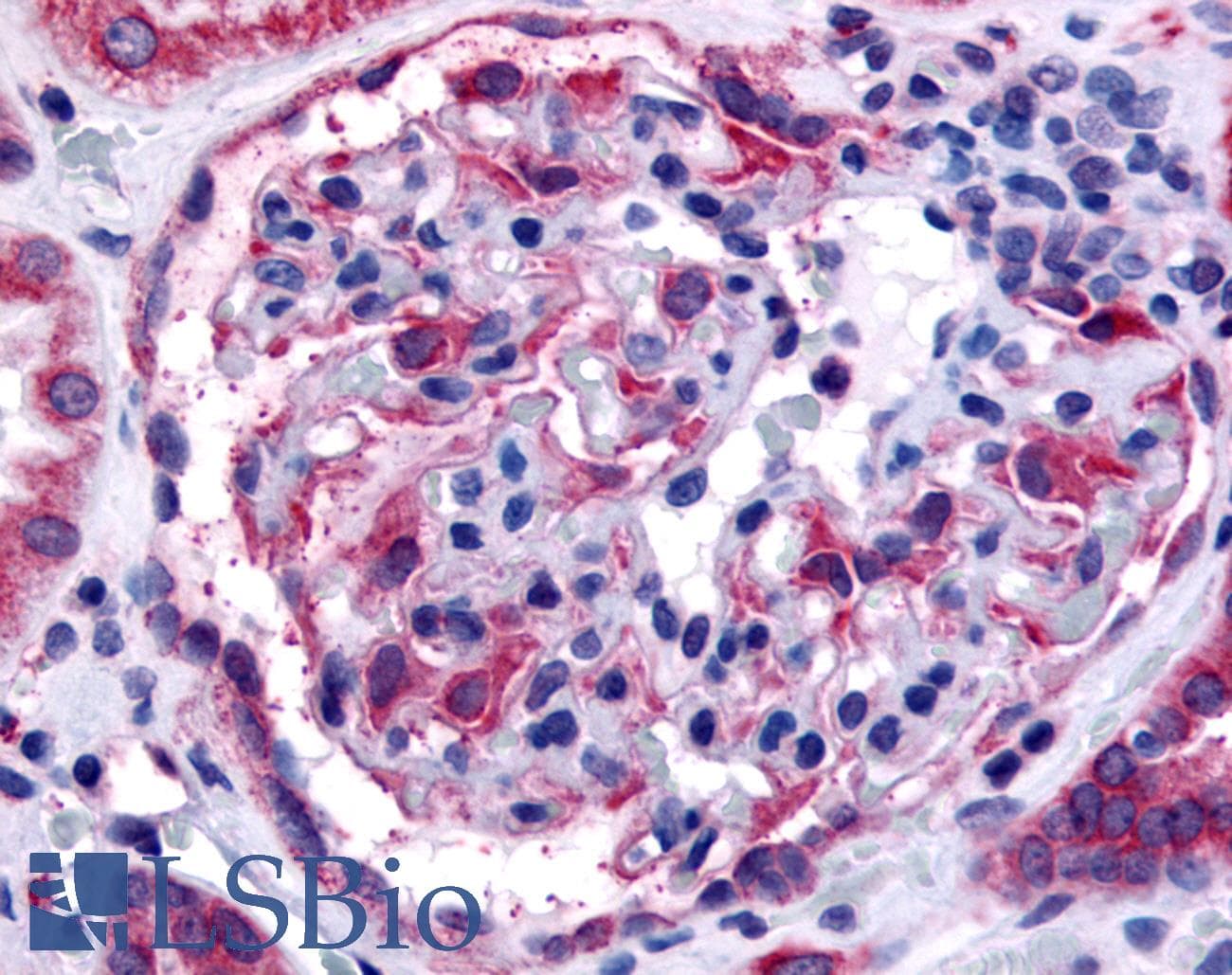 PathPlus™ EPHA4 / EPH Receptor A4 Antibody (Internal)
