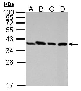 PEX19 Antibody (aa1-299)