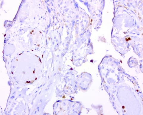 BMP4 Antibody (aa293-408, clone UMAB42)
