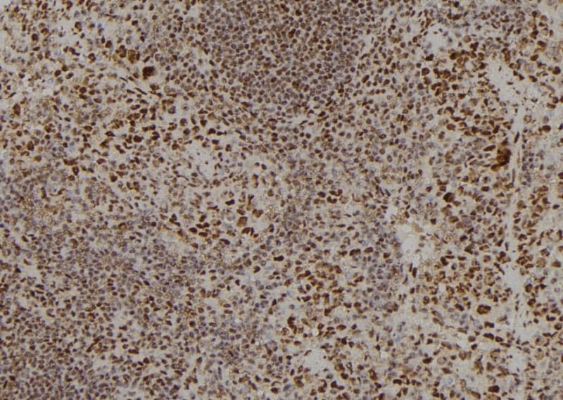 APOBEC3C Antibody