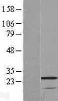 VSTM2A Protein (Over-Expression Lysate Myc-DDK (Flag))