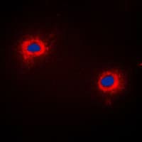 NECAB3 Antibody (C-Terminus)